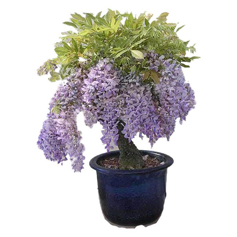 秉泽紫藤花树苗爬藤植物庭院围墙