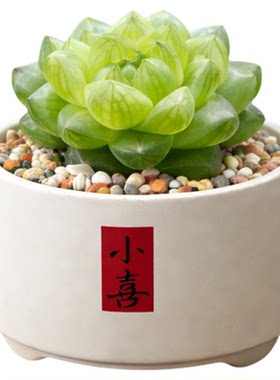 蓝镜玉露水晶蓝色多肉植物