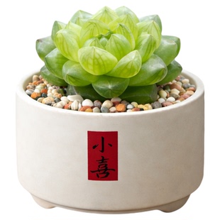 蓝镜玉露水晶蓝色多肉植物罕见花卉小盆栽绿植老桩室内大颗好养活