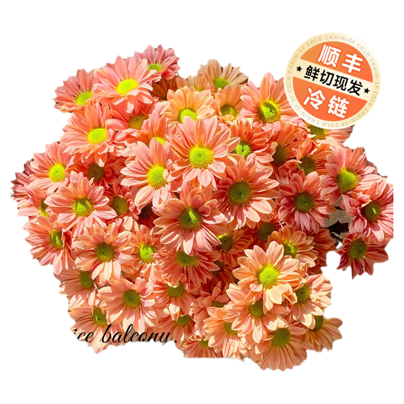 小雏菊鲜花花束三文鱼顺丰次日达云南基地直发花期长花卉插瓶水培