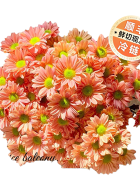 【只发顺丰】小雏菊三文鱼水鲜花