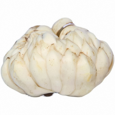 湖南隆回新鲜龙牙百合粉糯不苦