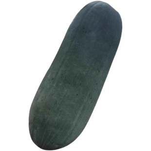 满地爬特大巨型黑皮冬瓜种子大型种丰产大冬瓜四季春天盆栽蔬菜种