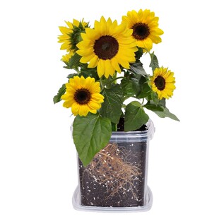 向日葵种孑小学生观察植物四季凤仙花种籽儿童种植小盆栽种子套装