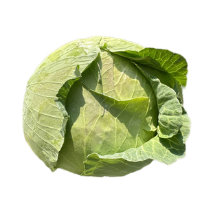 10斤农家自种露天包菜现摘莲花白卷心菜绿甘蓝圆青菜当季绿色蔬菜
