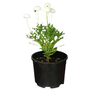 小椿日和蓝色玛格丽特马克罗西费利菊多年生花卉盆栽耐热庭院植物