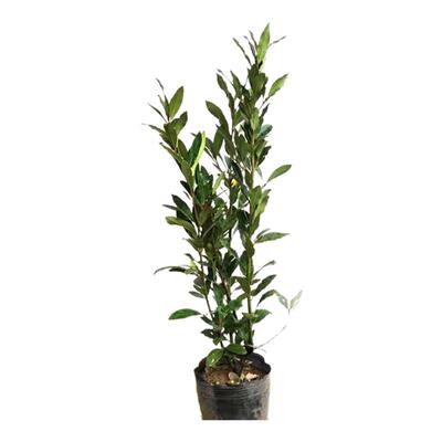 香叶树苗食用中药材香料做菜用调料地中海月桂苗南方植物四季常青