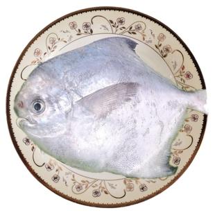 吕四鲳鱼新鲜特大东海银鲳鱼冷冻正宗野生大白昌鱼平鱼海鲜特产