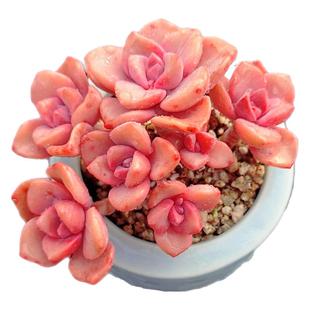 【一物一拍】彩虹糖粉色系群生多肉植物新手阳台盆栽绿植满28包邮