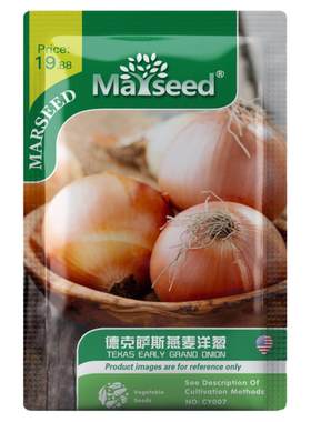 可以生吃的进口燕麦洋葱新鲜甜美