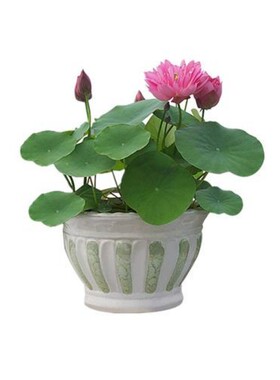 送货上门观赏荷花苗庭院池塘种植