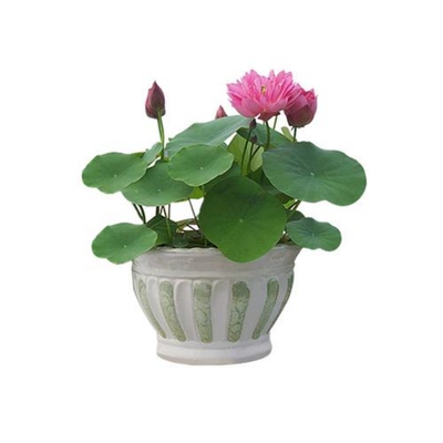 送货上门观赏荷花苗庭院池塘种植