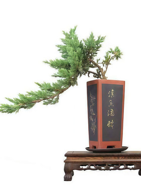 迎客松地柏盆景苗四季常青耐寒