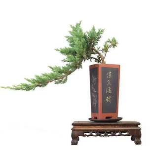 迎客松地柏盆景盆栽苗铺地柏造型室四季常青庭院柏树苗耐寒绿化苗