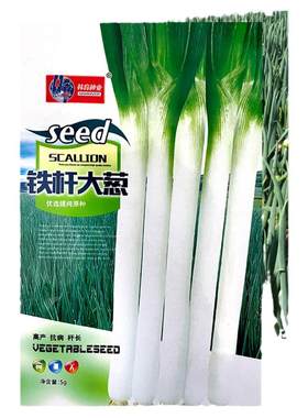 蔬菜正宗山东章丘大葱种子