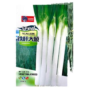 正宗山东章丘大葱种子高产铁杆蔬菜苗子种籽四季葱种甜特大孑葱籽