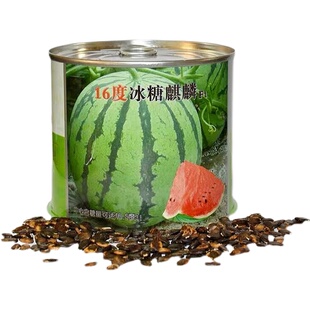 耐裂超甜中科冰麒麟早熟西瓜种子籽四季高产大棚薄皮巨型西瓜种孑
