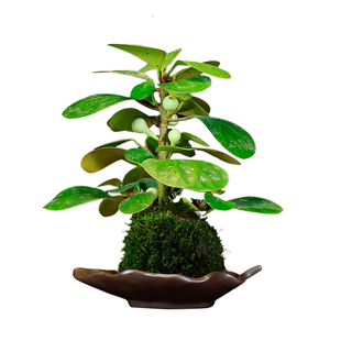 文心兰带花苞盆栽植物办公室内绿植羽叶福禄桐鸭脚木富贵竹菩提树