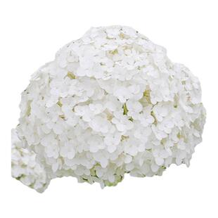 海蒂的花园旗舰店乔木绣球花苗贝拉安娜绣球耐热耐寒花卉盆栽