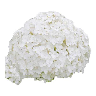 海蒂的花园旗舰店乔木绣球花苗贝拉安娜绣球耐热耐寒花卉盆栽