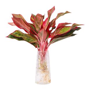 水培植物万年红盆栽室内绿植年年红植物桌面办公桌水养植物年宵花