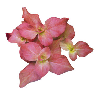 活体后景水草有茎类草缸淡水植物水下叶宫廷蜈蚣草绿菊红丁香红梅