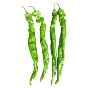 螺丝椒种籽秧苗辣椒种子长牛角椒孑海椒尖椒秧早熟辣味浓高产春季