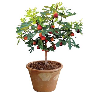 无花果树果苗特大果波姬红格莱斯南北方种植盆栽无花果苗当年结果