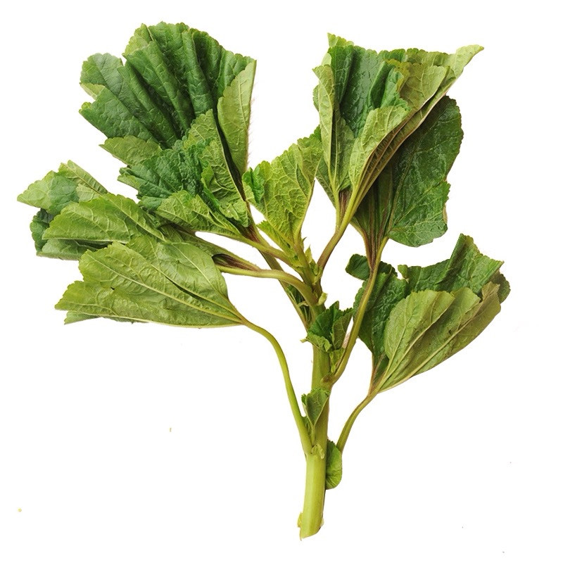 糯米冬寒菜种子秋季秋后青菜孑菜籽蔬菜种子紫脉冬寒菜冬苋菜种籽
