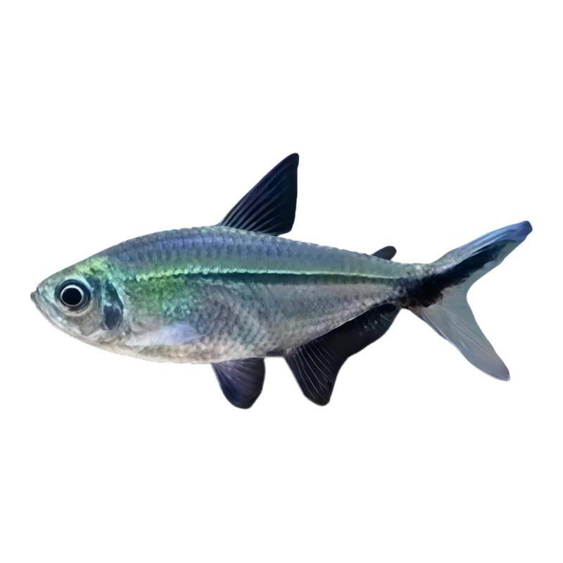 黑尾大勾群游鱼草缸小型活体热带观赏鱼淡水天使红大勾扯旗灯科鱼