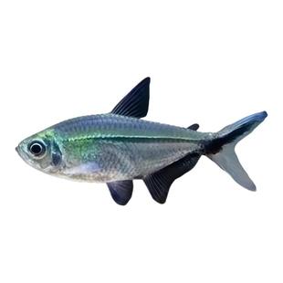 黑尾大勾群游鱼草缸小型活体热带观赏鱼淡水天使红大勾扯旗灯科鱼