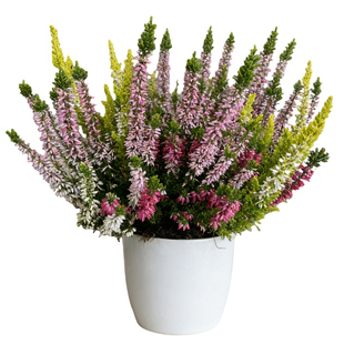 欧石楠盆栽庭院阳台耐寒耐热花卉花园绿化花镜植物冬季常绿多年生