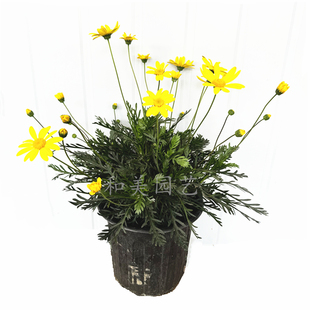 黄金玛格丽特木春菊 木茼蒿 庭院多年生木本黄金菊 耐性好 花期长