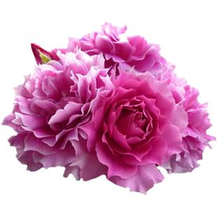 无刺天方夜谭月季灌木特大花浓香多头多季开花庭院露台花卉盆栽