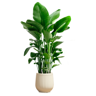 天堂鸟客厅绿植盆栽室内大型植物大叶鹤望兰办公室家用去甲醛新房