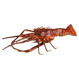 仿真海鲜古巴龙虾澳洲大龙虾模型波士顿龙虾青龙假海鲜水产直播