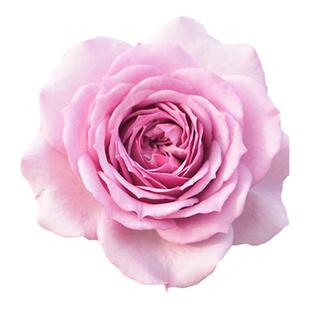 海蒂的花园薰衣草门廊多头开花勤花蓝紫色月季阳台庭院花卉盆栽苗