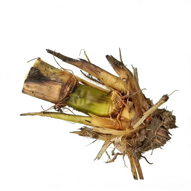 【纯白无黑心】现挖高产双季茭白苗种苗高瓜单季老根老蹲高笋瓜苗