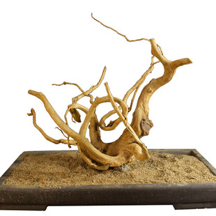 杜鹃根沉木鱼缸造景大树根树桩木头草缸装饰莫斯树一木成景看图选