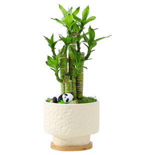 富贵竹盆栽室内客厅好养花卉绿植净化空气四季常青盆景植物摆件