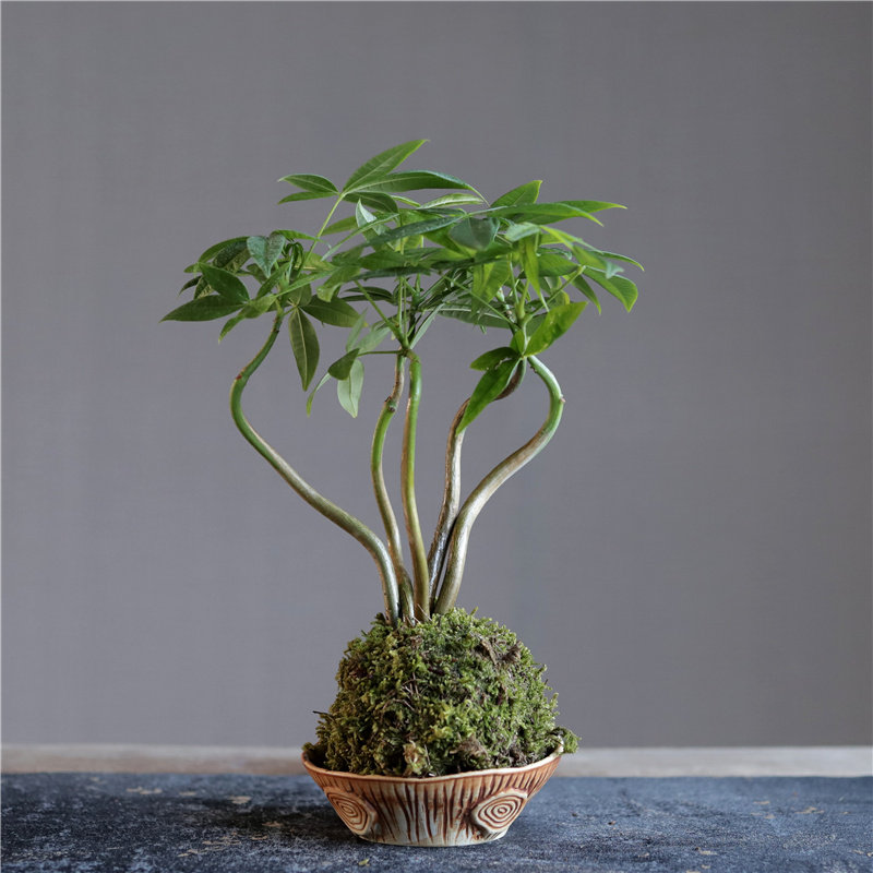 发财树苔藓玉球中式禅意办公室客厅茶桌水培好养绿植盆栽四季常青属于什么档次？
