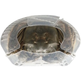 螃蟹速装器大闸蟹河蟹速装器螃蟹礼盒螃蟹包装盒青蟹河蟹包装盒