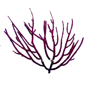 紫海树 海柳 海树海柳 珊瑚海水NPS活体珊瑚彩色组合 海缸装饰