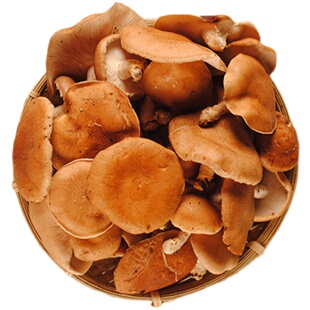 新鲜野生香菇高原特产香蕈菌菇马桑菌香信云南菌菇美味炒菜火锅