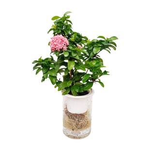 华清花卉水培龙船花水培植物开花植物花卉 盆栽