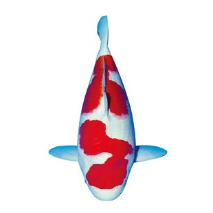 纯种日本红白锦鲤鱼除偏远区满13元包邮包活小鱼苗活体鱼冷水观赏