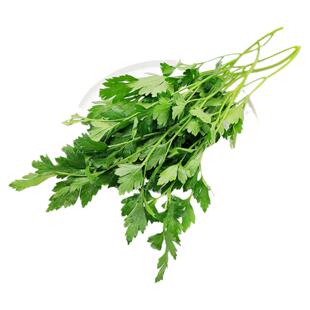 大叶香菜芫荽种子籽小叶农家盆栽苗阳台葱青菜种籽孑食用秋冬四季
