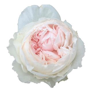 海蒂的花园克里斯蒂娜公爵夫人直立月季浓香粉色花阳台庭院盆栽苗