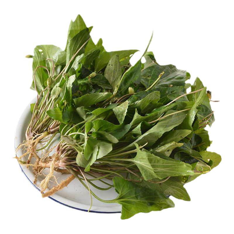 新鲜农家现挖犁头草深山紫花地丁
