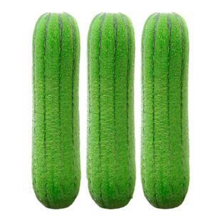 肉丝瓜苗子苗夏季八棱白高产蔬菜苗籽秧孑子秧苗大全四季菜苗秧苗